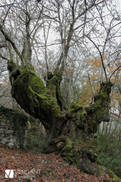 Chestnut tree of Entrambosrrios