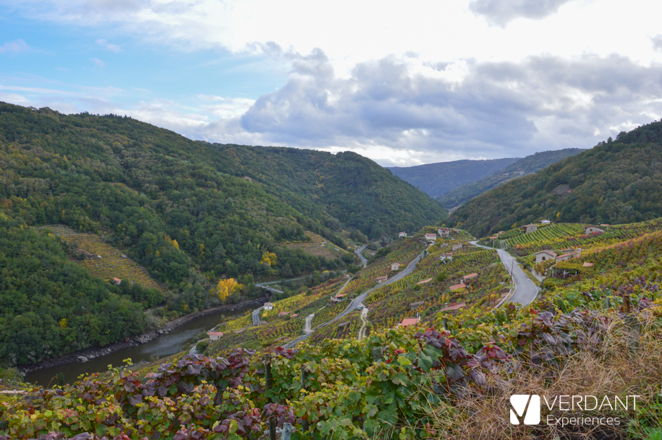 Vineyards at the Ribeira Sacra of the Miño