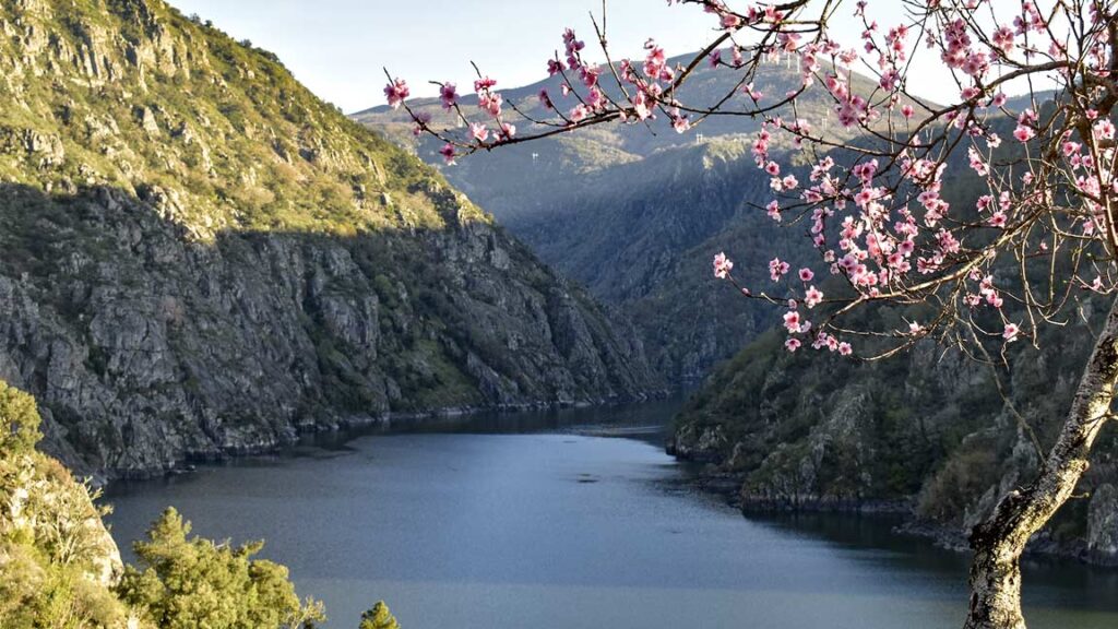 Ribeira Sacra Floración 