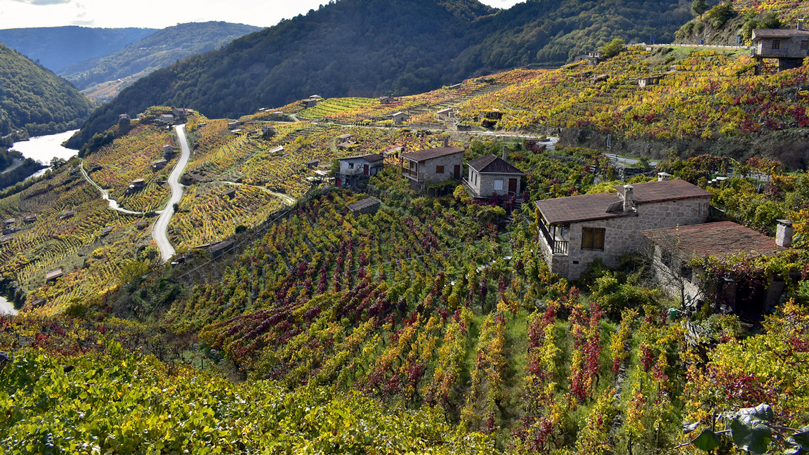 Viñedos de Belesar y Rio Miño